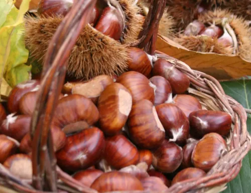 Sapori d’autunno nel Mugello