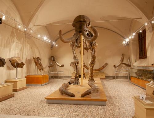 RIAPERTURA DEL MUSEO DI GEOLOGIA E PALEONTOLOGIA DI FIRENZE