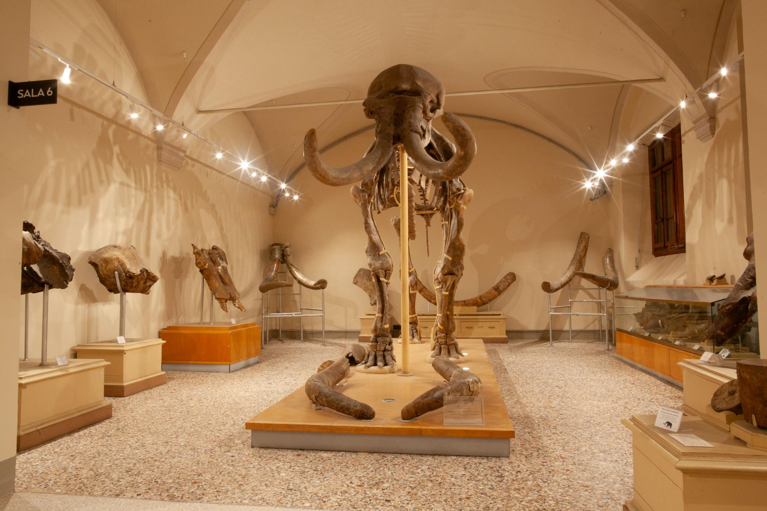 Mammuthus meridionalis